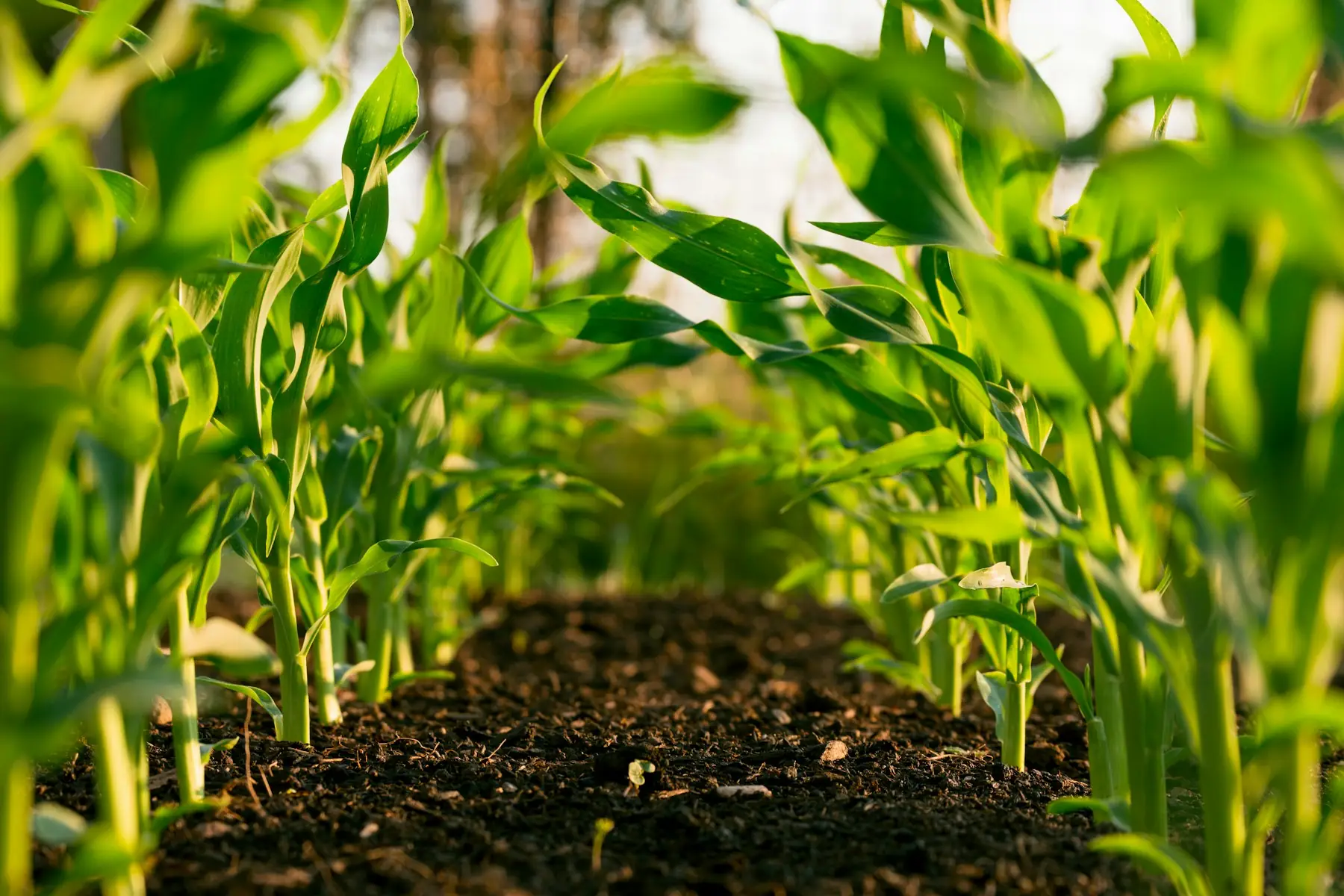 Plantas de maíz jóvenes entre los surcos.